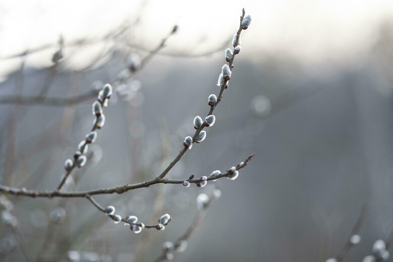 Fête du Solstice d’Hiver - Noël à Hellemmes - 21/12